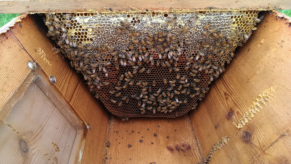 Photo of Honey Bee Brood Comb with Pollen Attached to a Top-bar