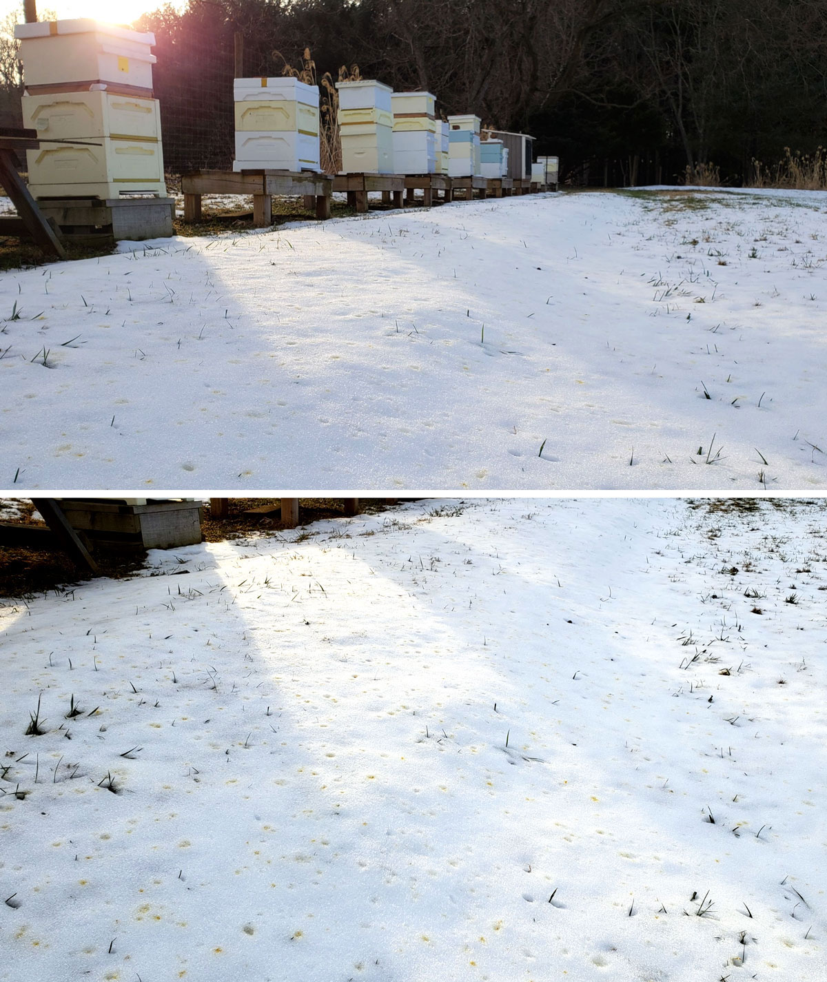 Image of yellow dots in the snow, evidence that the bees have been taking cleansing flights.
